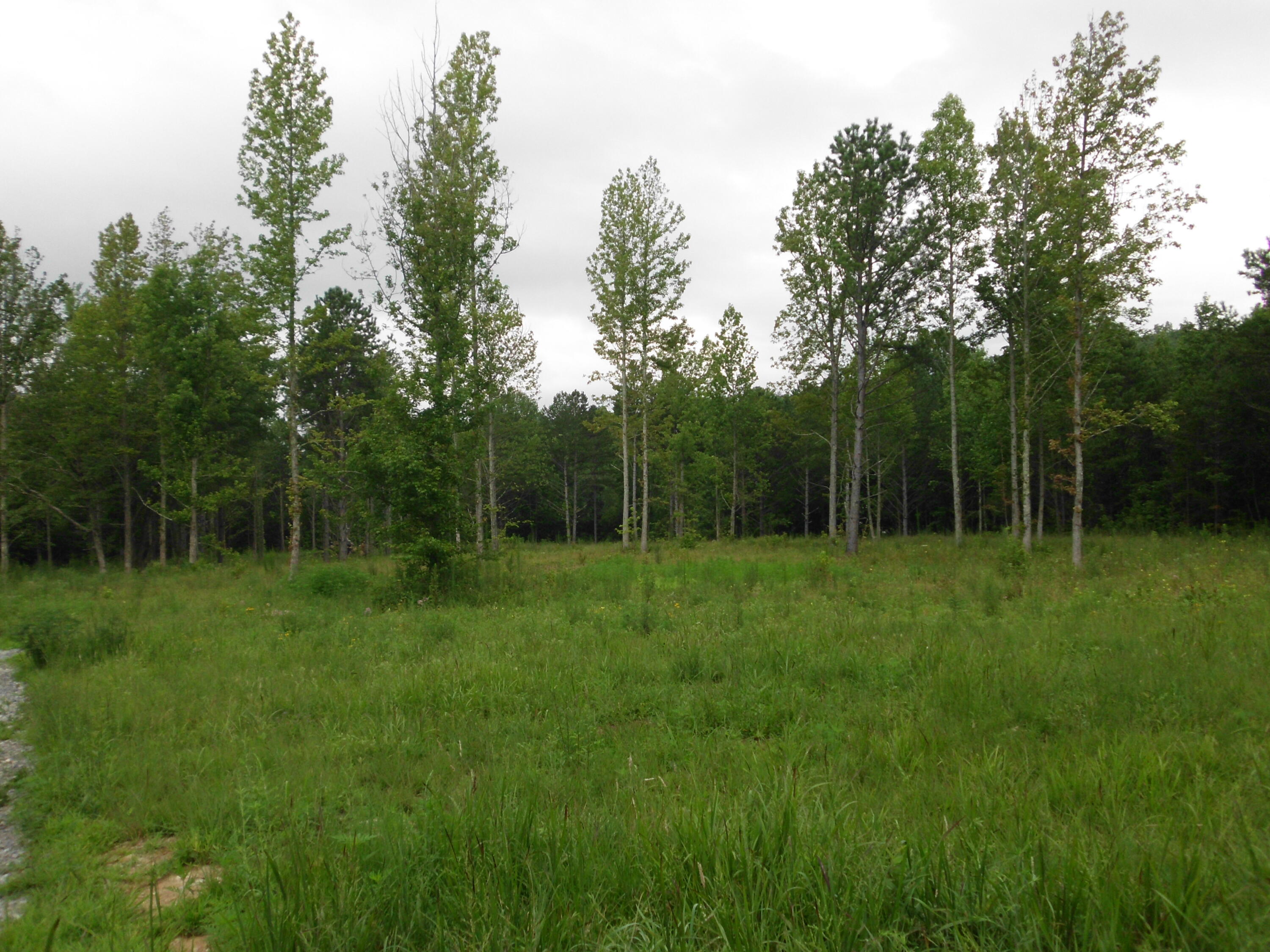 2546 Smithfield Road Tellico Plains, TN 37385 - Photo 2 of 20 SANY0005