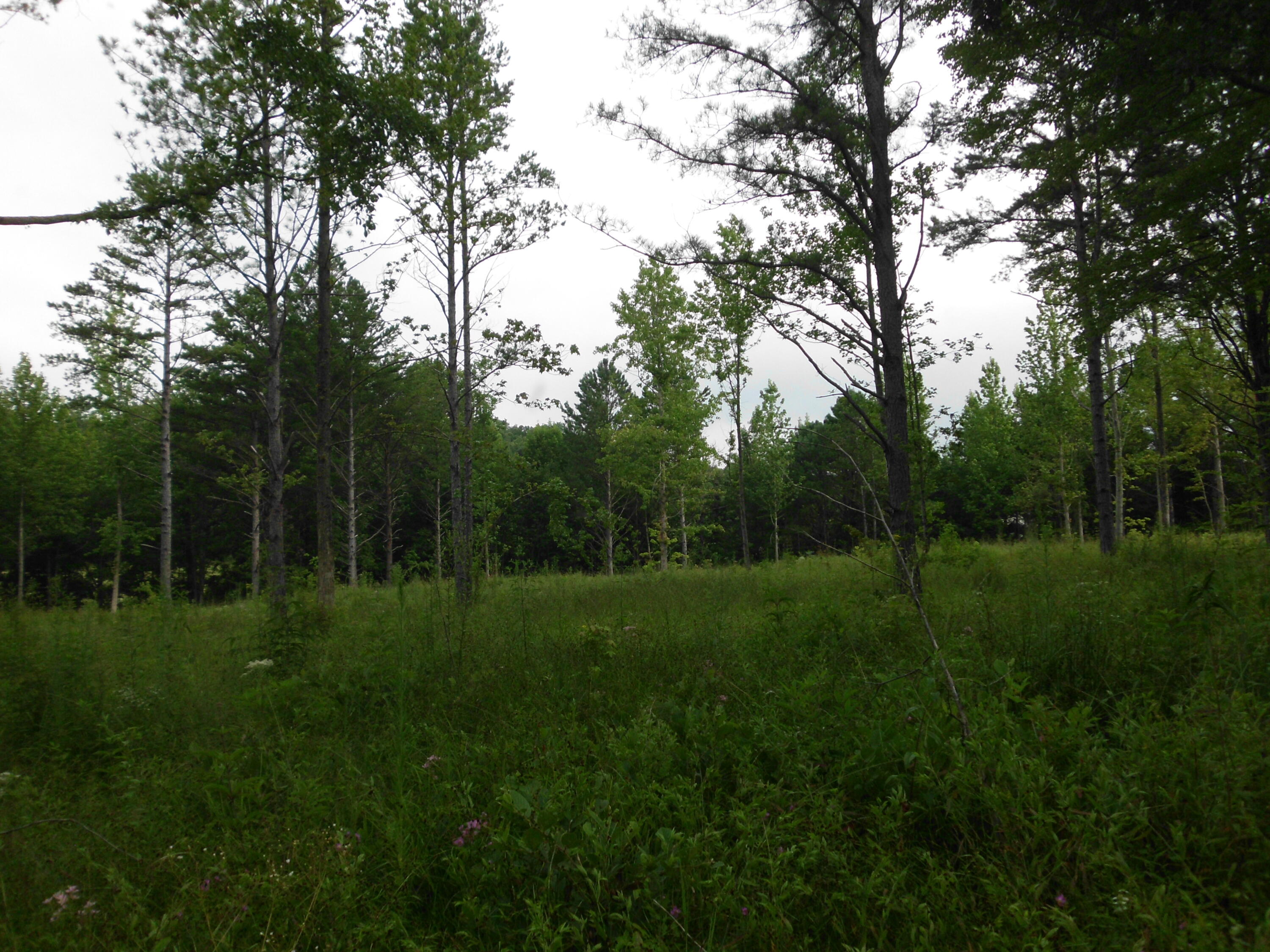 2546 Smithfield Road Tellico Plains, TN 37385 - Photo 11 of 20 SANY0016