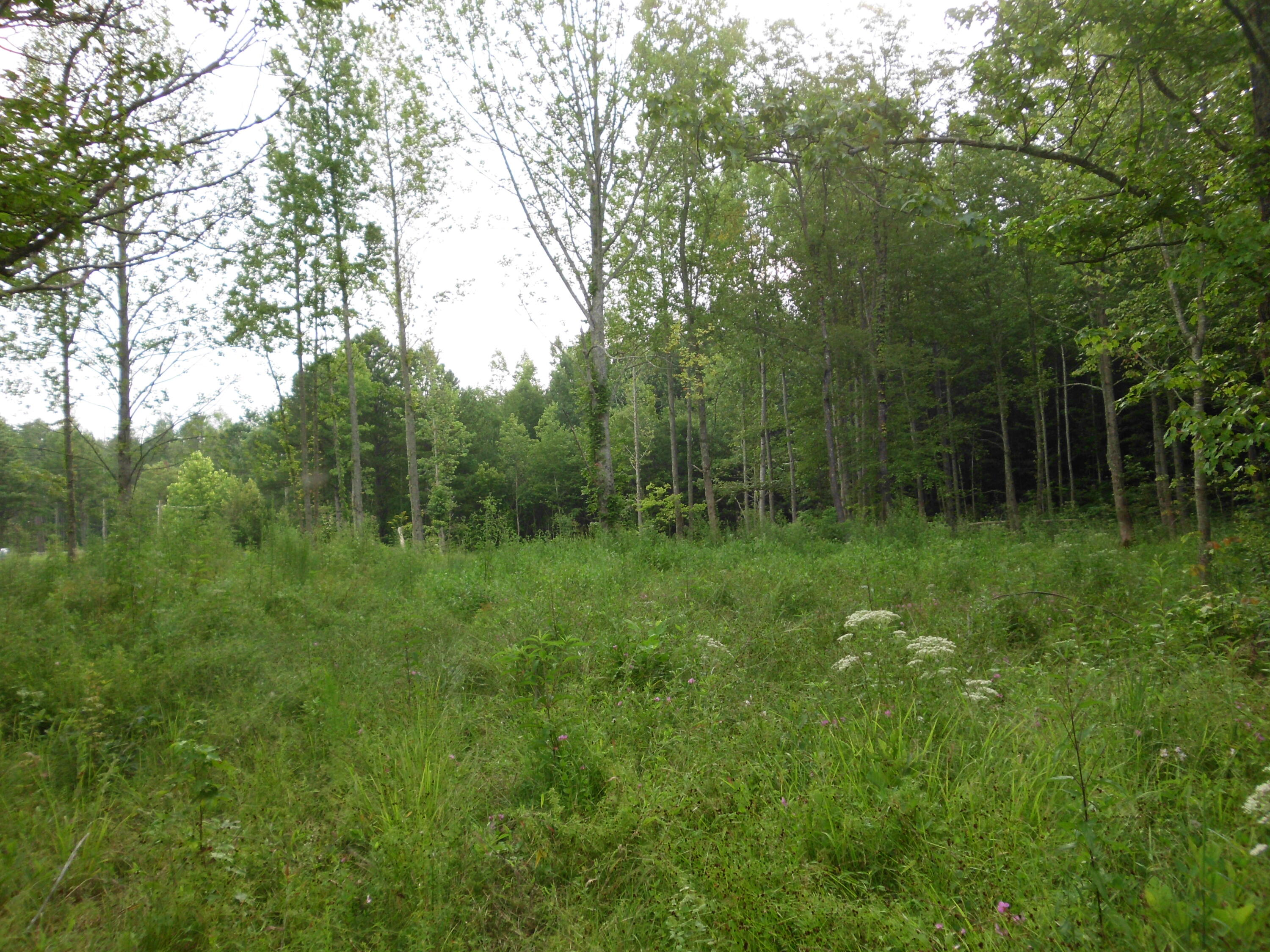 2546 Smithfield Road Tellico Plains, TN 37385 - Photo 12 of 20 SANY0017