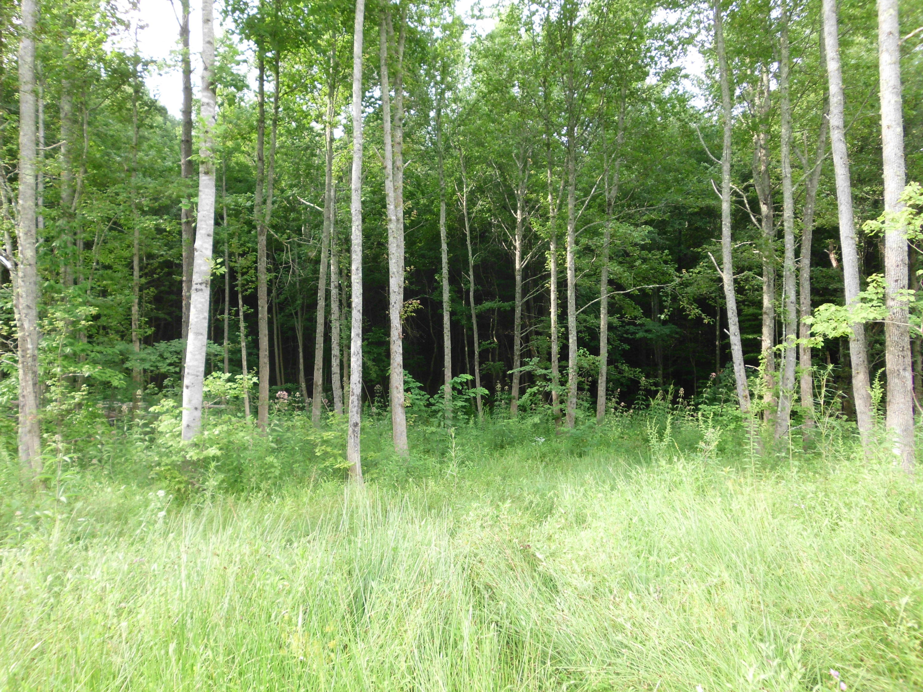 2546 Smithfield Road Tellico Plains, TN 37385 - Photo 13 of 20 SANY0018