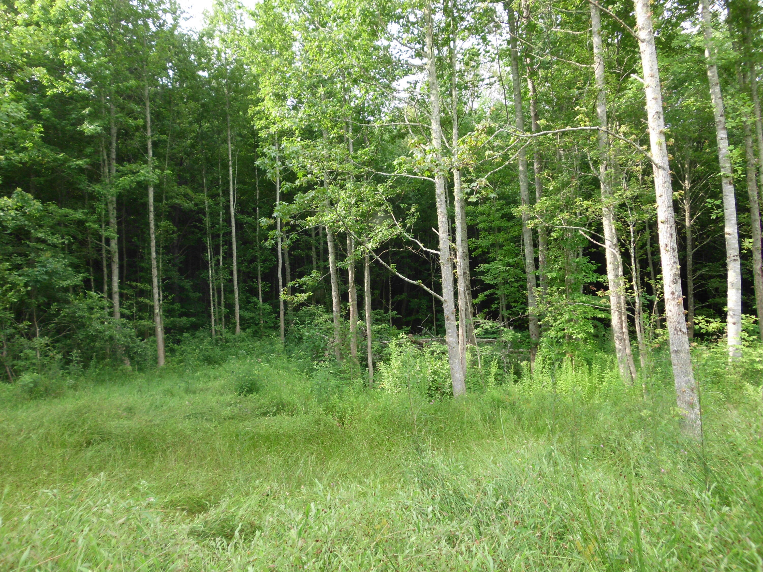 2546 Smithfield Road Tellico Plains, TN 37385 - Photo 14 of 20 SANY0019