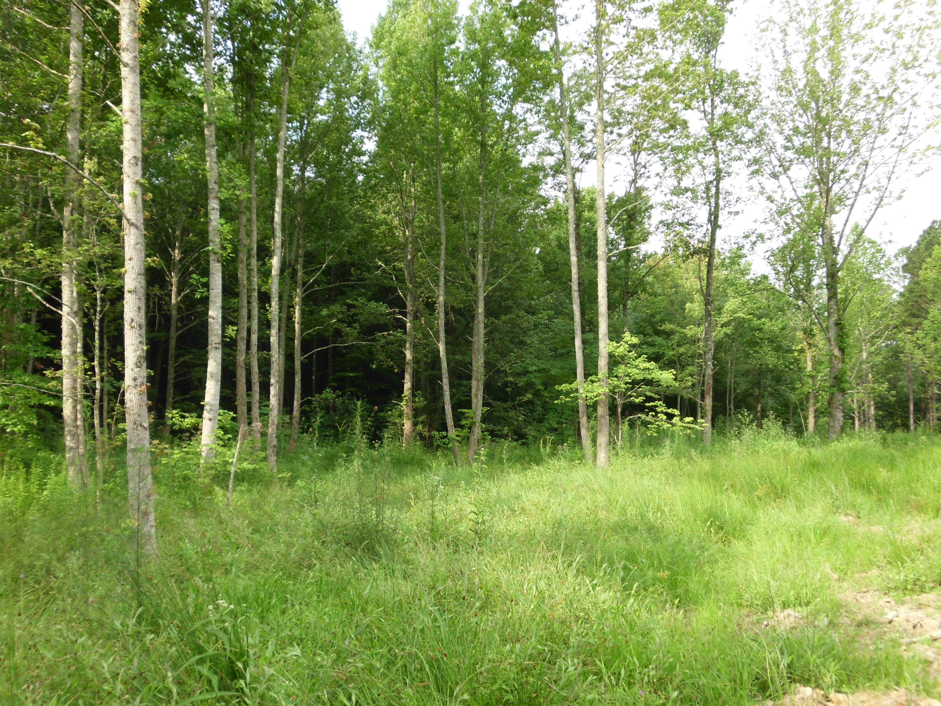 2546 Smithfield Road Tellico Plains, TN 37385 - Photo 15 of 20 SANY0020