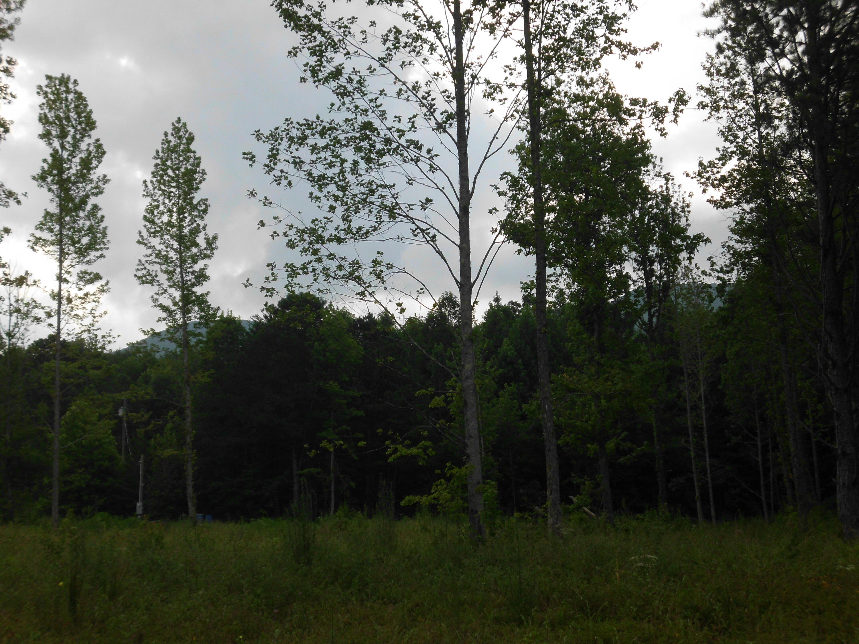 2546 Smithfield Road Tellico Plains, TN 37385 - Photo 6 of 20 SANY0009