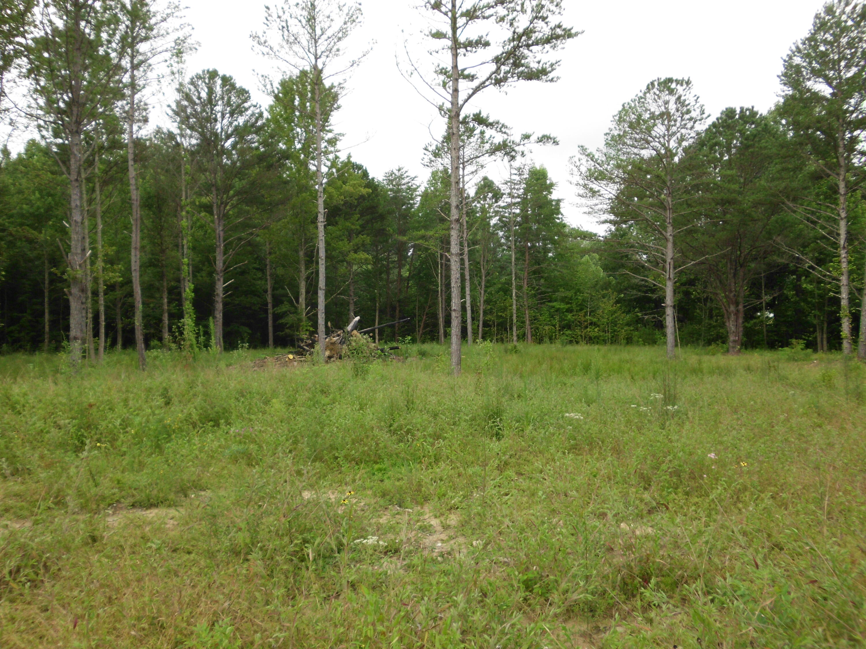 2546 Smithfield Road Tellico Plains, TN 37385 - Photo 7 of 20 SANY0010