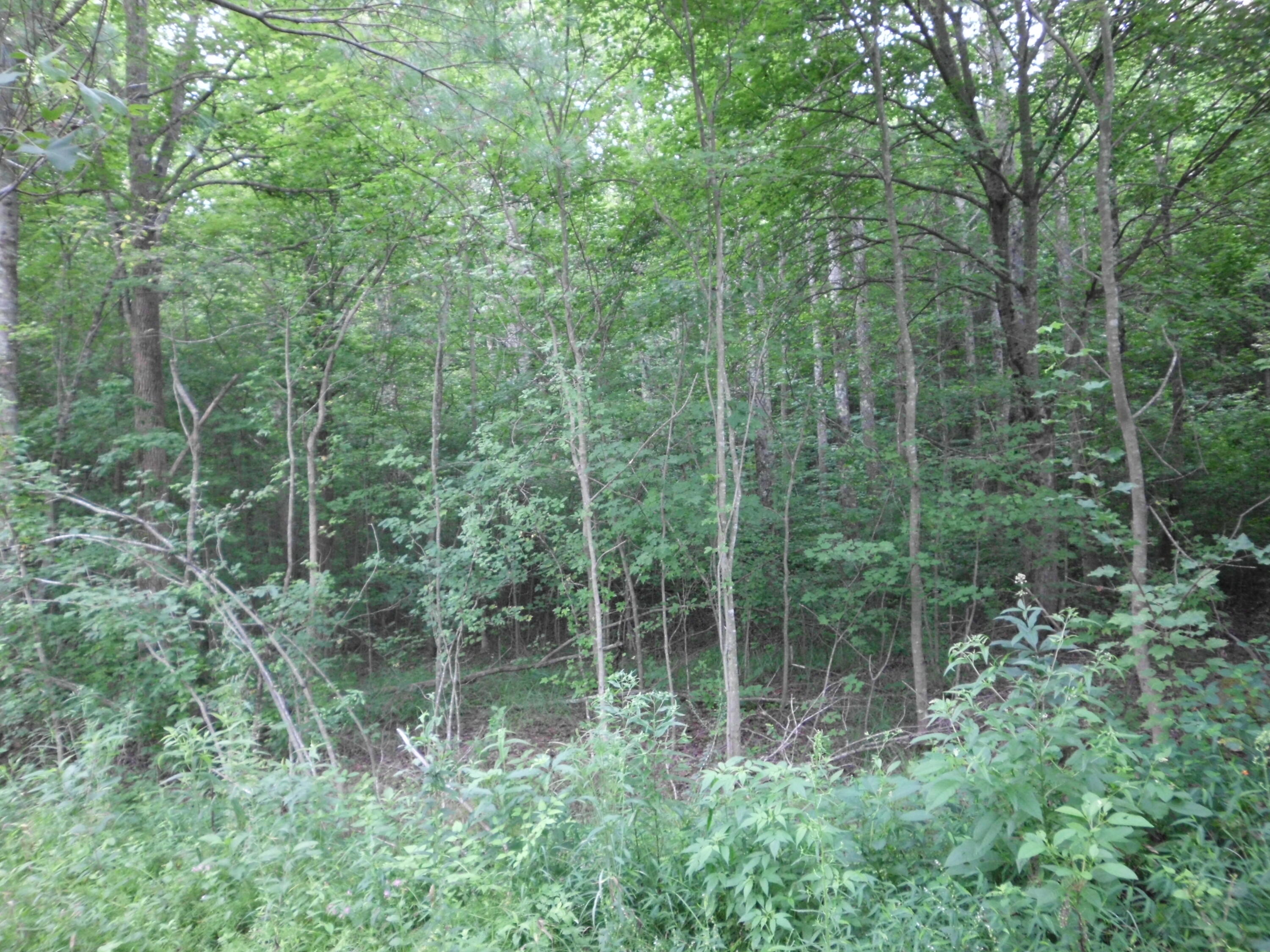 2546 Smithfield Road Tellico Plains, TN 37385 - Photo 8 of 20 SANY0013