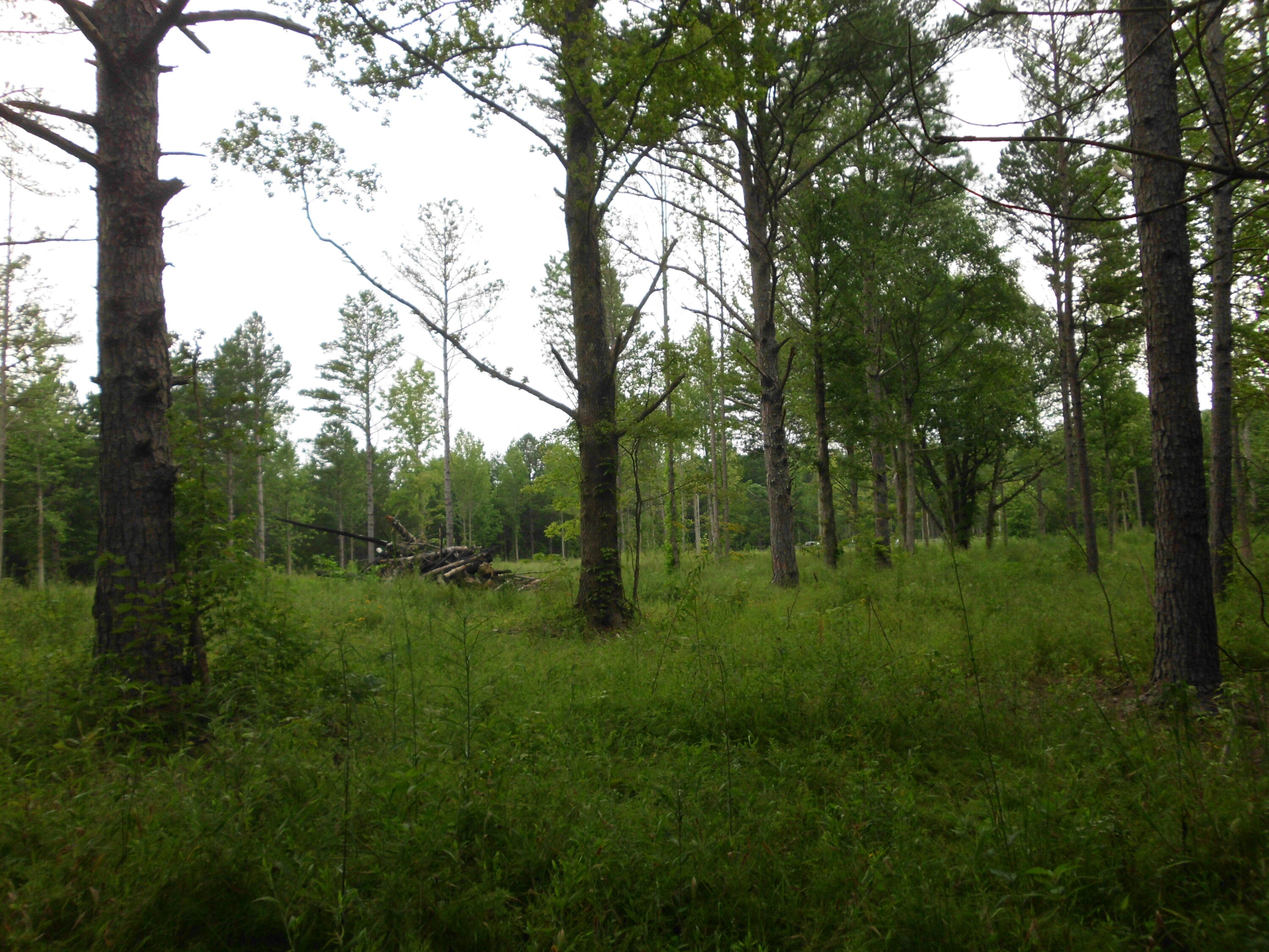 2546 Smithfield Road Tellico Plains, TN 37385 - Photo 9 of 20 SANY0014