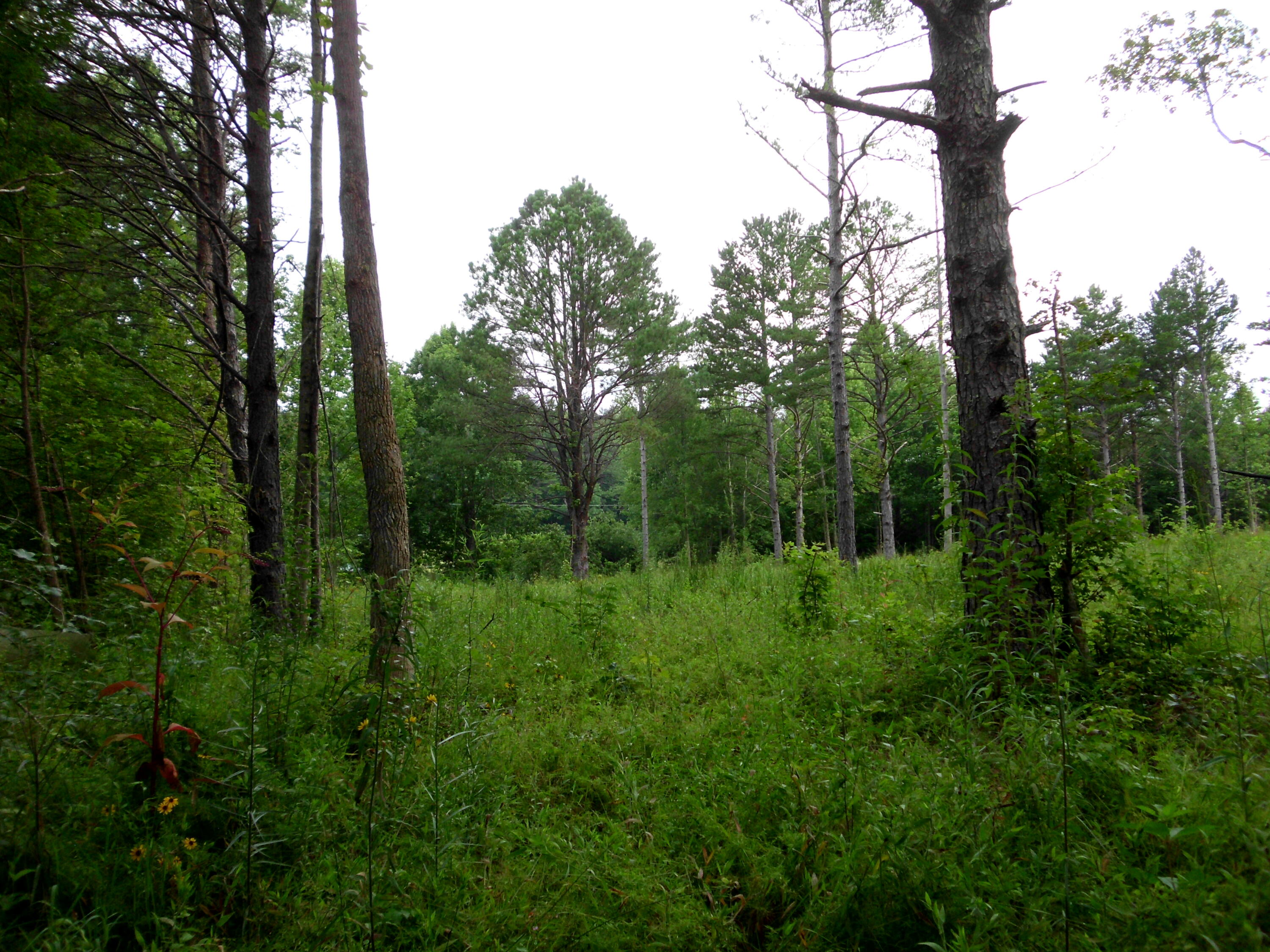 2546 Smithfield Road Tellico Plains, TN 37385 - Photo 10 of 20 SANY0015