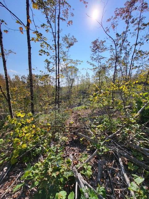 Lot 7-3 Brown Road Oakfield, ME 04763 - Photo 13 of 21 4725138146538714644