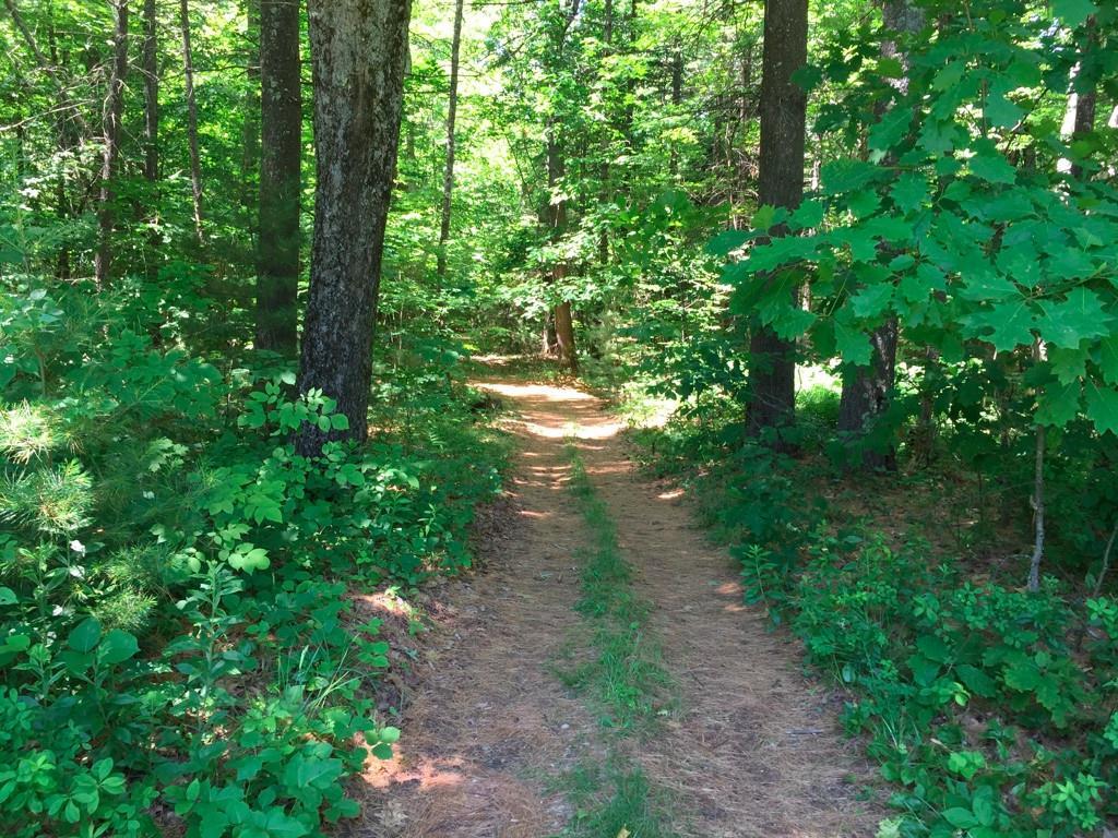 703 Head Tide Hill Road Alna, ME 04535 - Photo 35 of 35 Pathway to the water frontage on the...