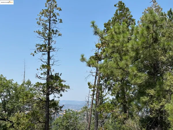 a plant that is in a field