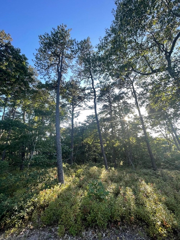 a view of forest