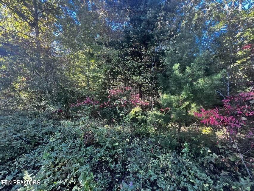 0 Falling Leaf Road Jamestown, TN 38556 - Photo 17 of 35 Gallery Image 17