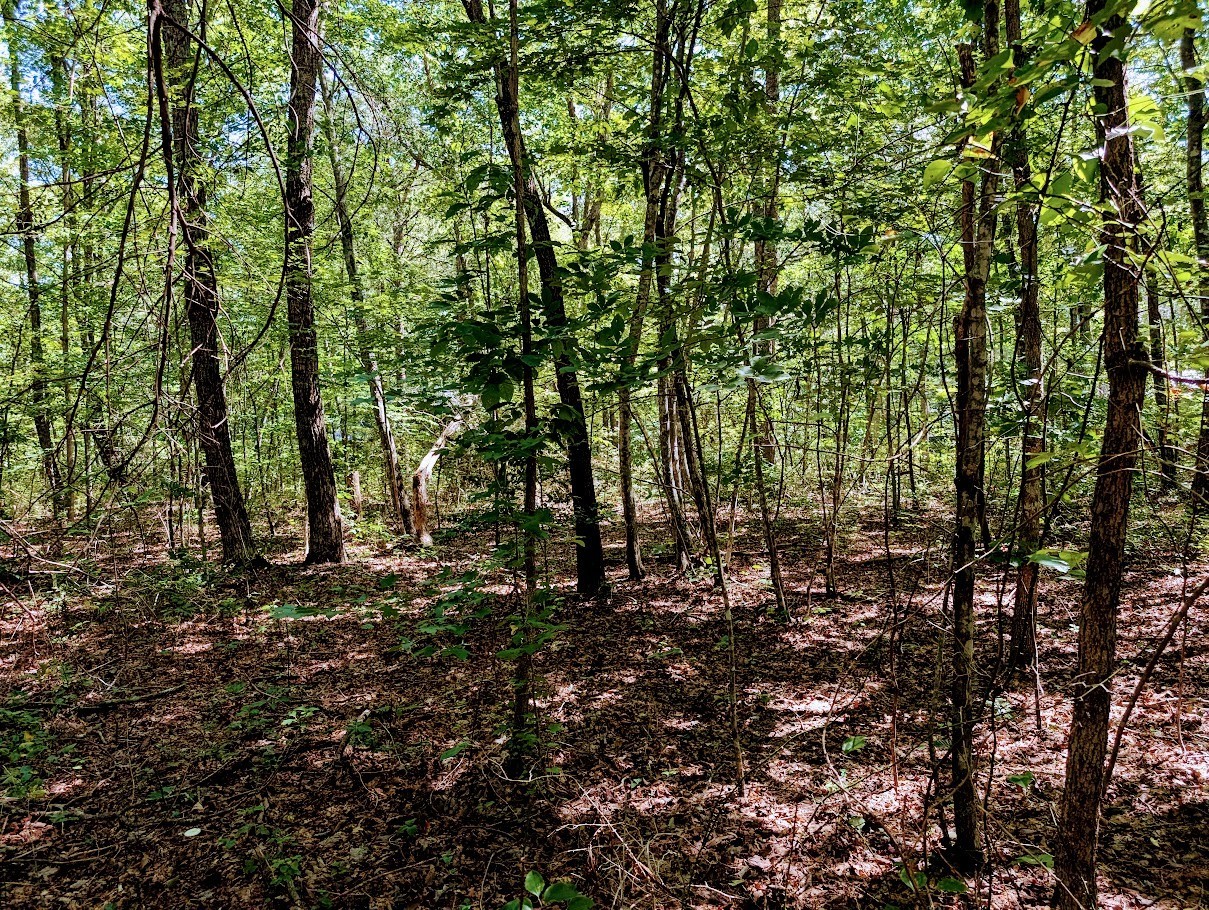 140 Sunset Bluff Monteagle, TN 37356 - Photo 13 of 28