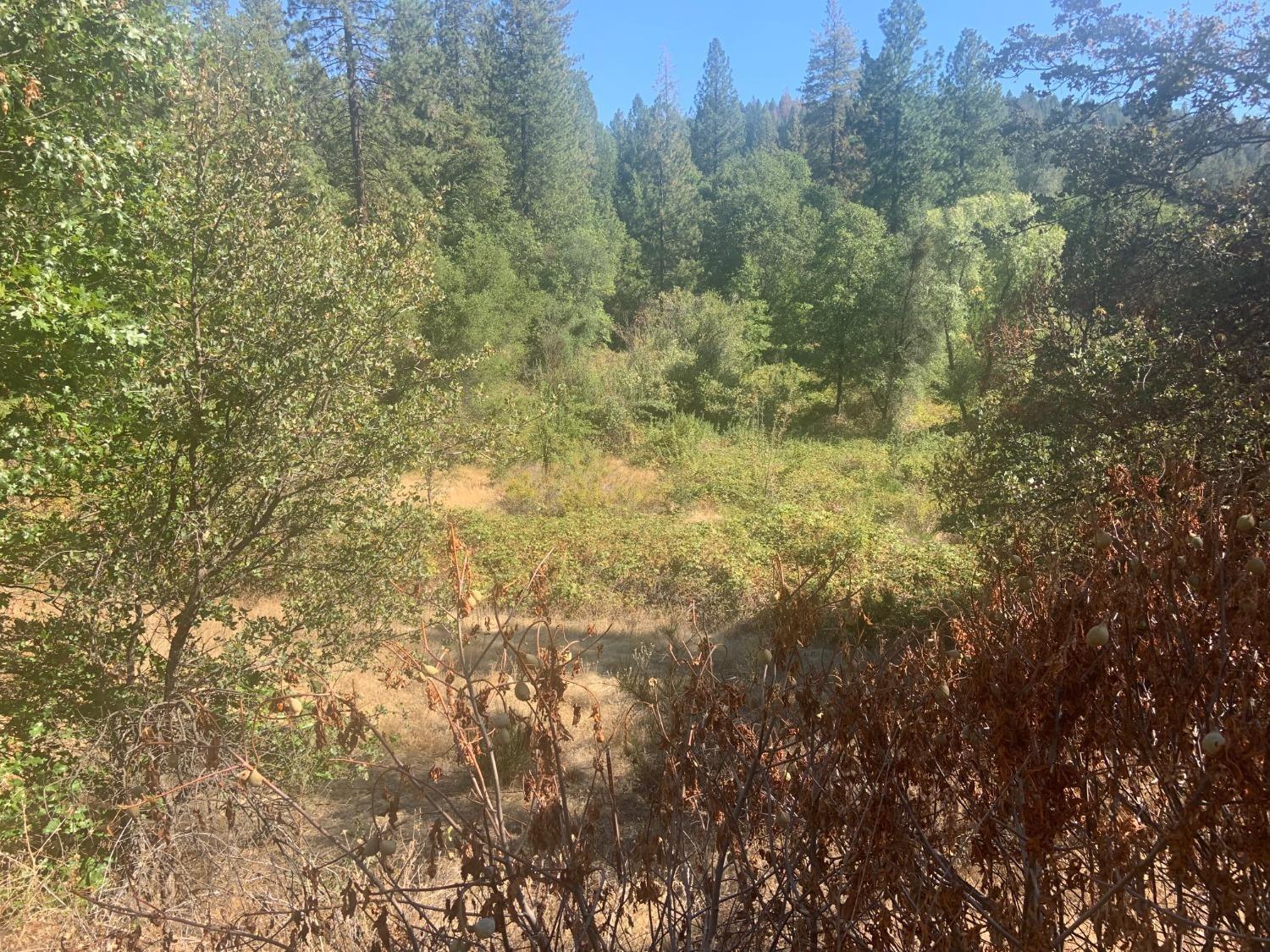 14317 Tyler Foote Road Nevada City, CA 95959 - Photo 12 of 17 a view of a yard