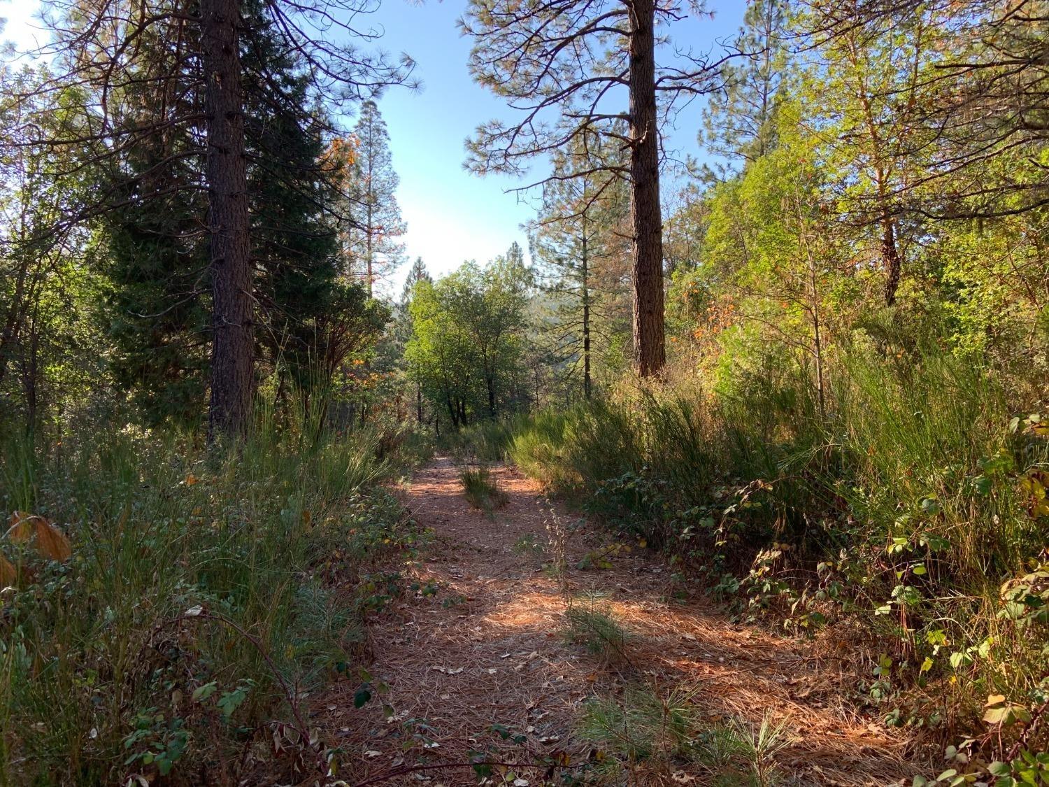14317 Tyler Foote Road Nevada City, CA 95959 - Photo 15 of 17 a view of a yard with plants and trees