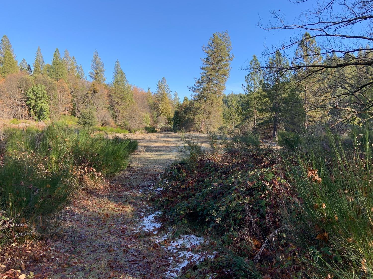 14317 Tyler Foote Road Nevada City, CA 95959 - Photo 5 of 17 a view of a yard with trees