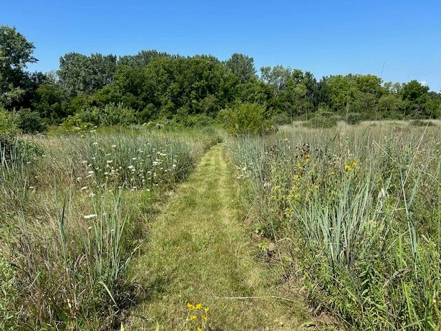 a view of a lush green forest with houses