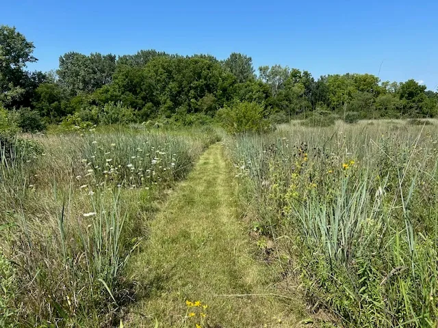 a view of a lush green forest with houses