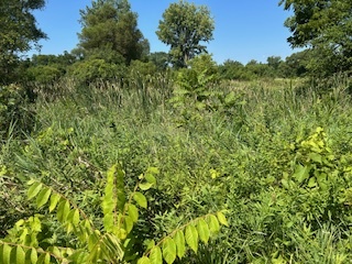 10502 Seaman Road Hebron, IL 60034 - Photo 21 of 27 a view of a lush green forest with lots of trees