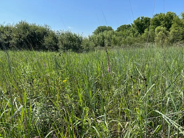 a view of a lush green space