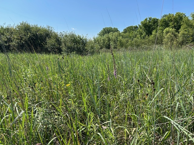 10502 Seaman Road Hebron, IL 60034 - Photo 22 of 27 a view of a lush green space
