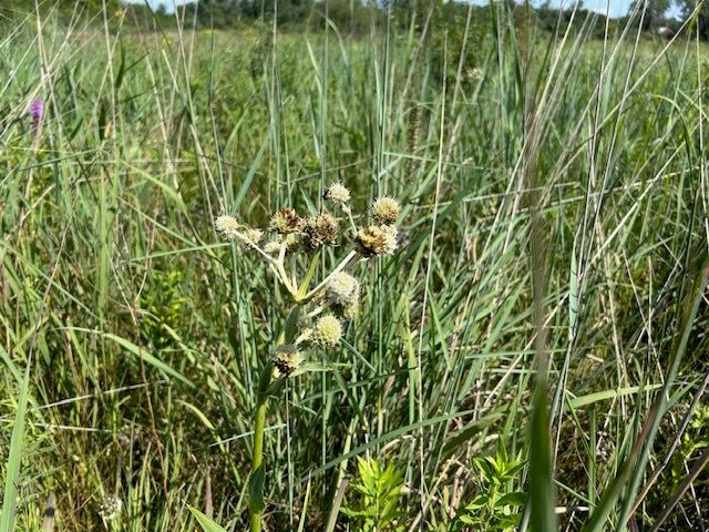 a view of a lush green field