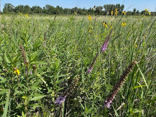 a view of a lush green forest with a lake