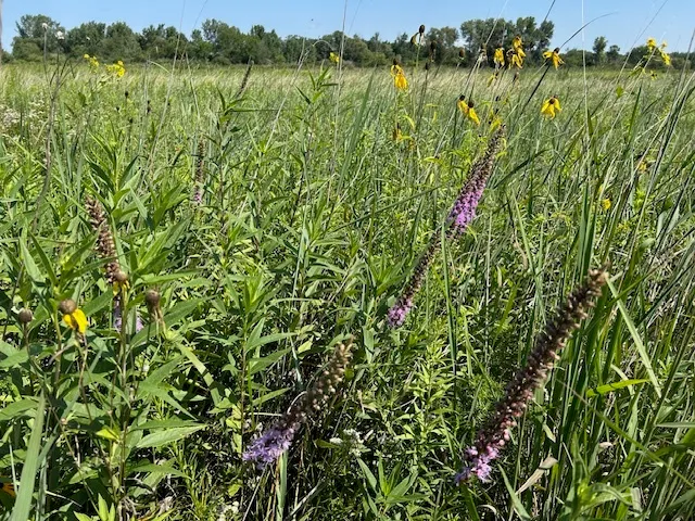 a view of a lush green forest with a lake