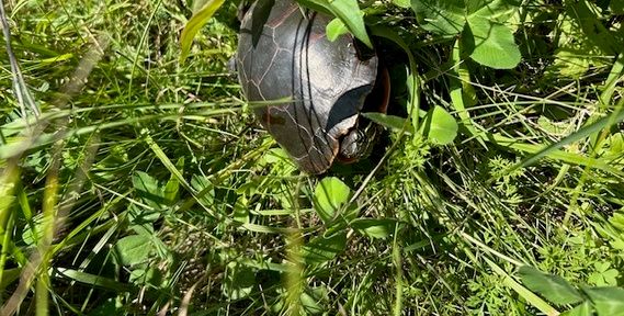 a close up of a plant in a garden
