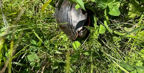 a close up of a plant in a garden