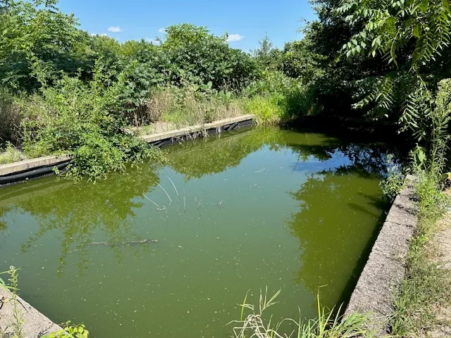 a view of a lake with a yard and large trees