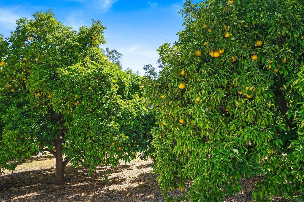 13511 Hilldale Road Valley Center, CA 92082 - Photo 31 of 46 a view of a tree