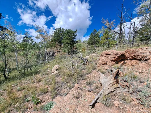 a view of a forest with lots of trees