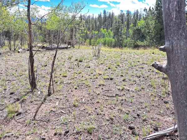 a view of a yard with trees