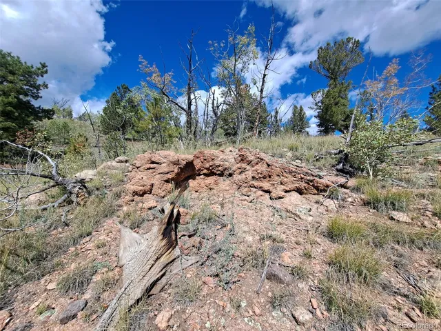 a view of a tree with a yard