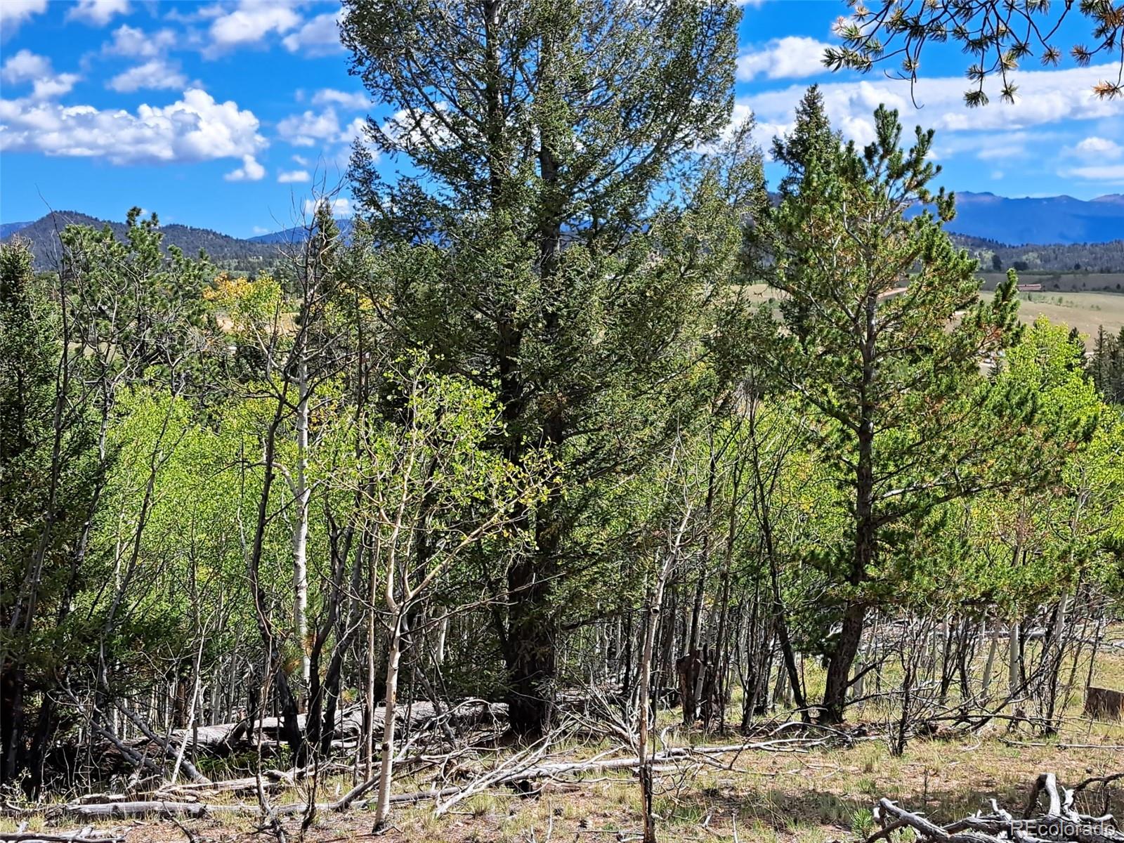 6452 Remington Road Como, CO 80432 - Photo 9 of 15 a view of a yard with plants and trees