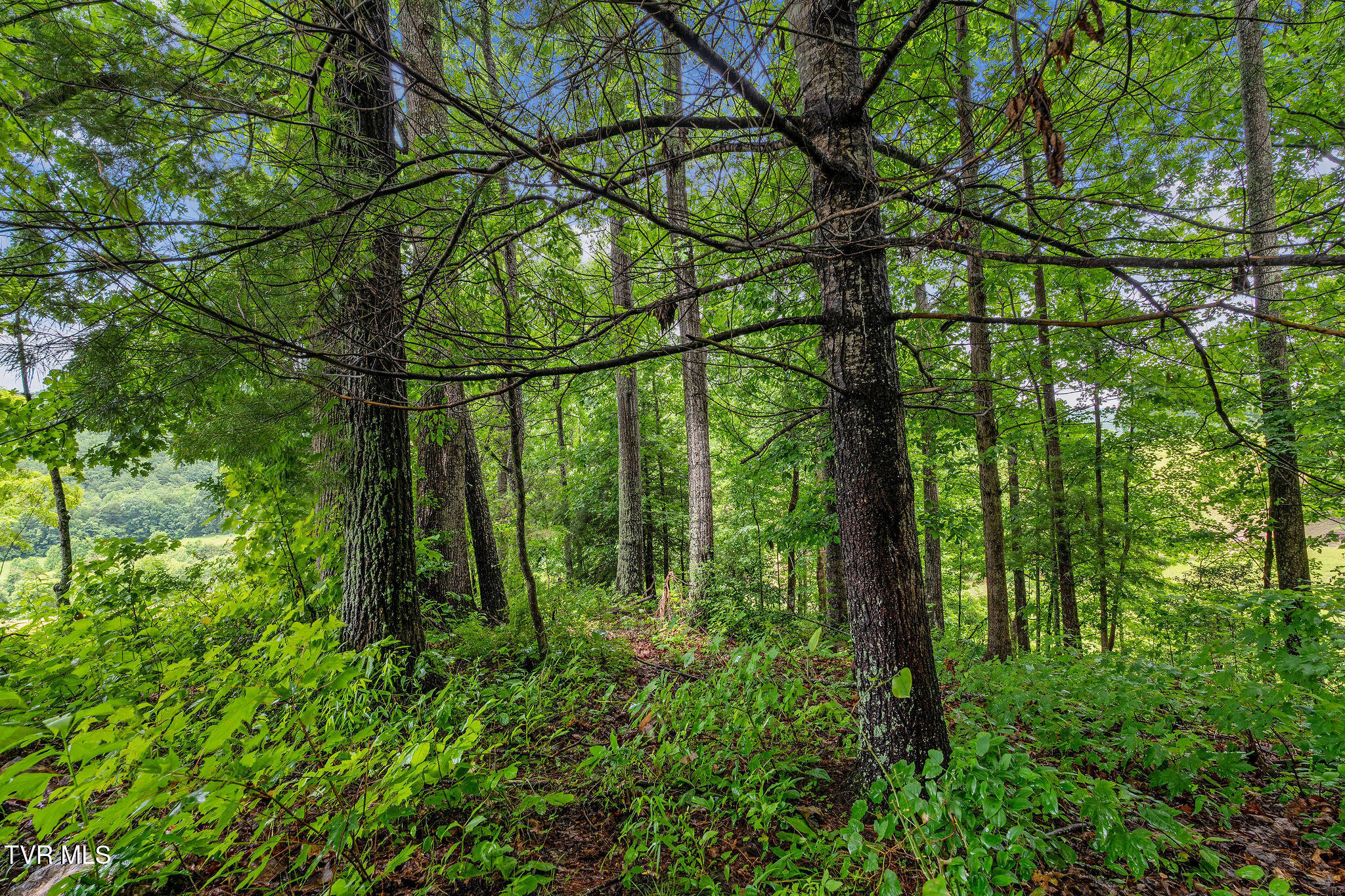 Tbd Houston Valley Road Greeneville, TN 37743 - Photo 23 of 28 DSC03749
