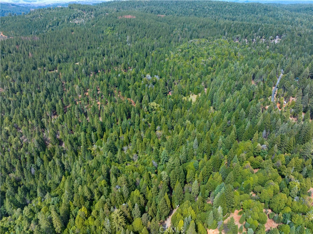 63 Binet Road Clipper Mills, CA 95930 - Photo 12 of 25 a view of a lush green forest with lots of trees