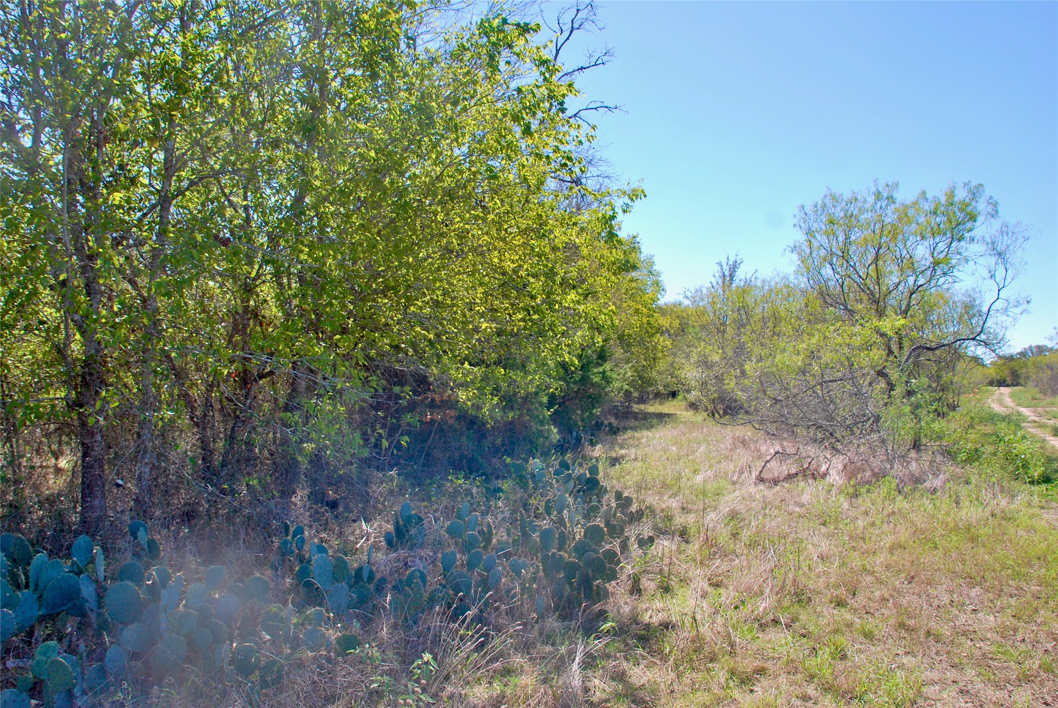 4 Maynard Hallmark Road Flatonia, TX 78941 - Photo 4 of 8 a view of a yard with lots of trees