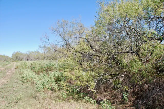 a view of a dry yard with large trees