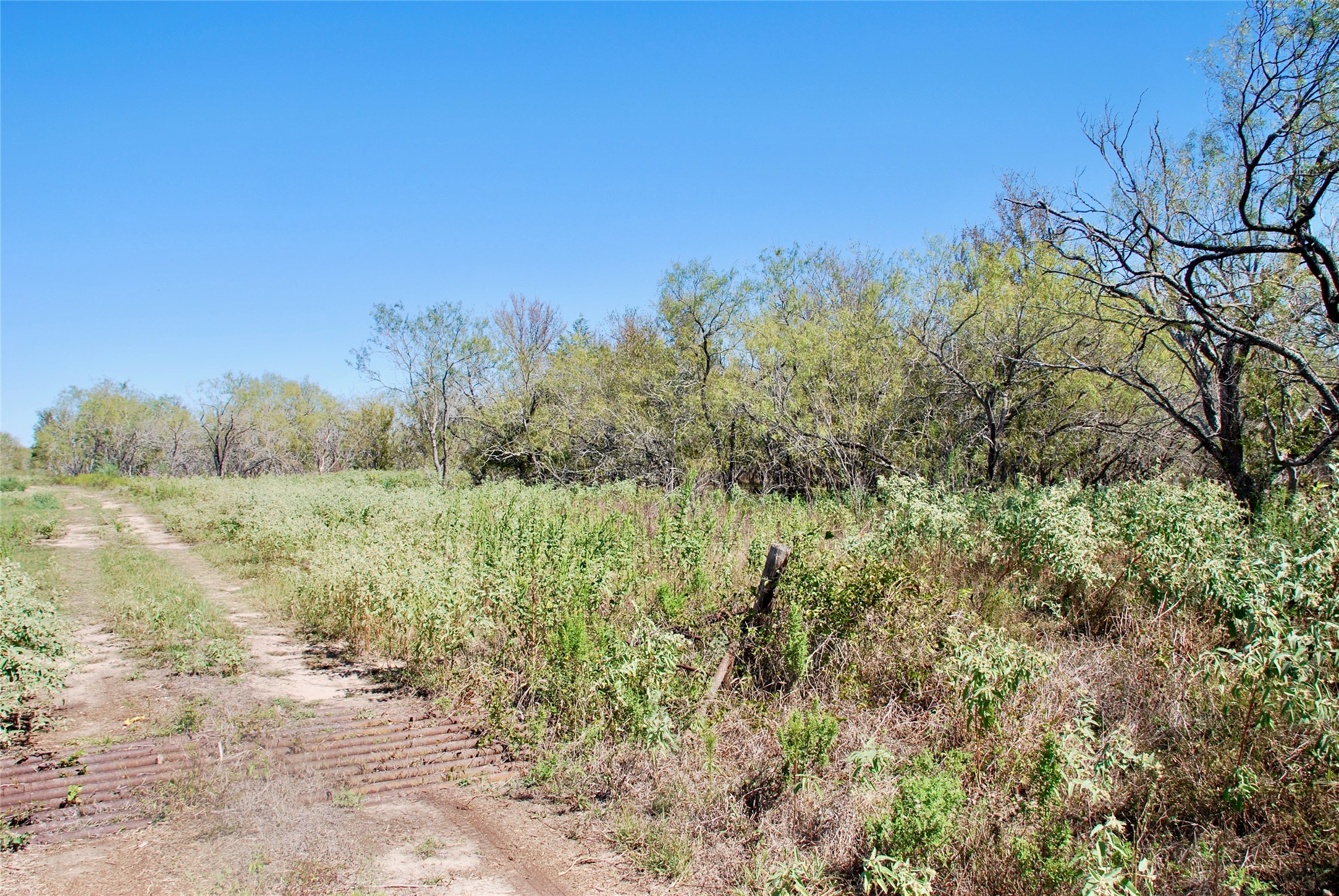 4 Maynard Hallmark Road Flatonia, TX 78941 - Photo 6 of 8 a view of a forest with trees in the background