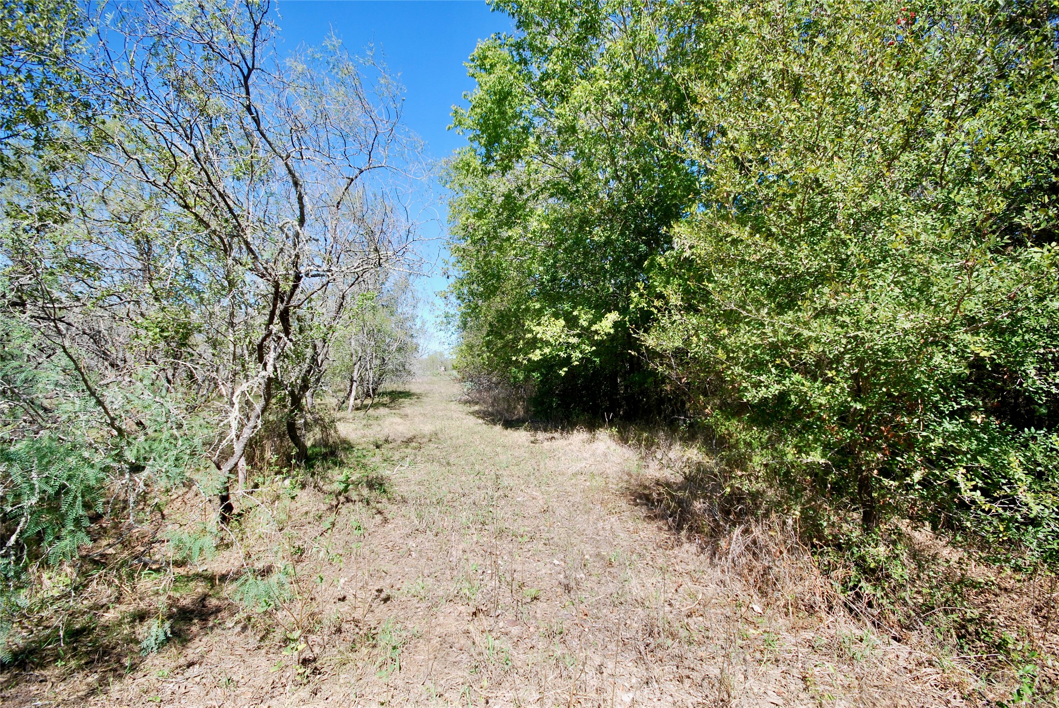 4 Maynard Hallmark Road Flatonia, TX 78941 - Photo 7 of 8 a view of a yard with plants and a tree
