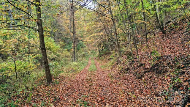 a view of a bench in the garden