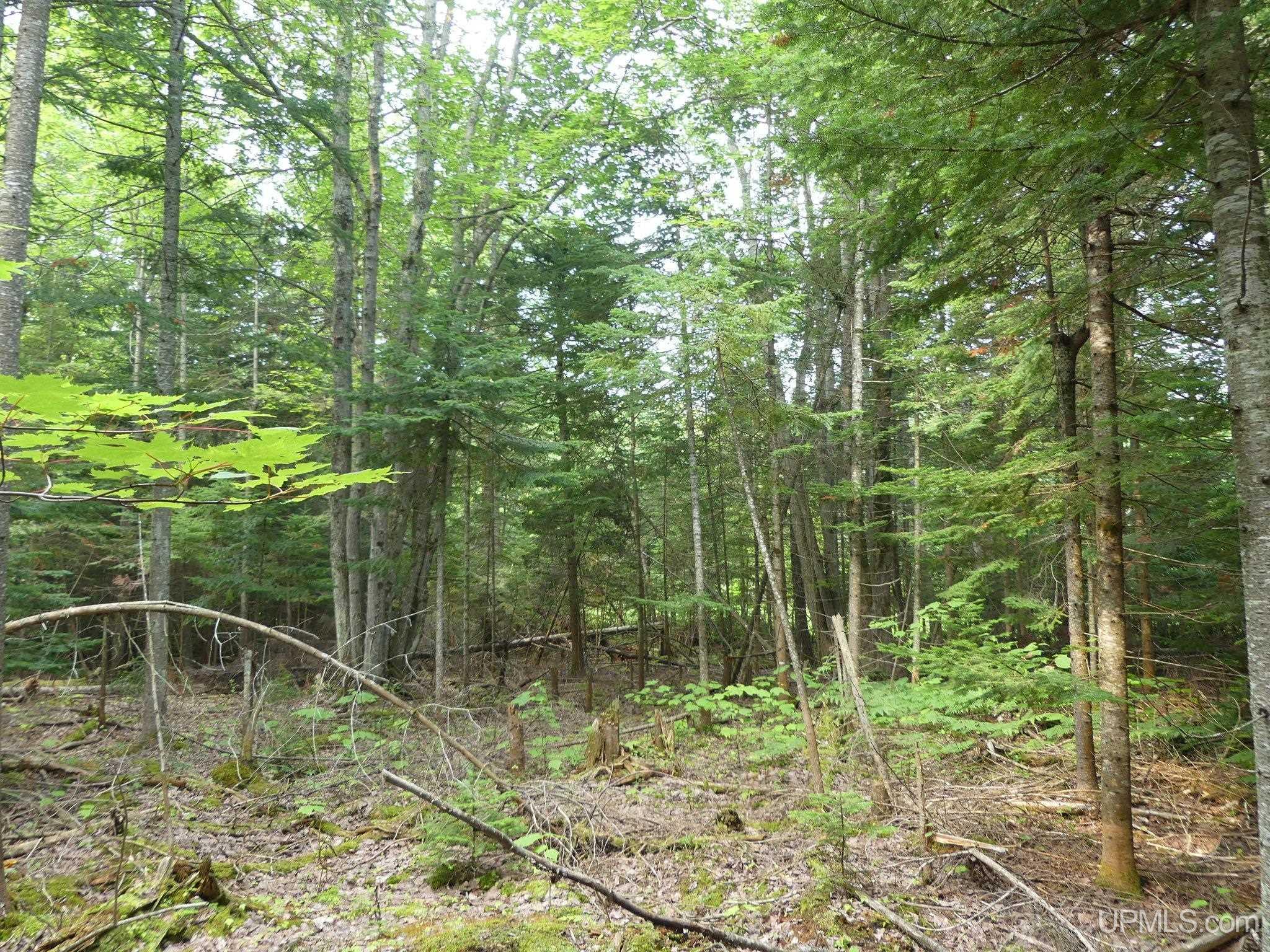 0 East Cemetery Road Grand Marais, MI 49839 - Photo 5 of 12 Gallery Image 5