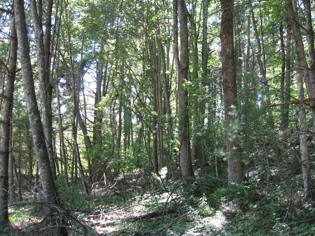 Tbd Blue Ridge Parkway, Unit 152 Fancy Gap, VA 24328 - Photo 24 of 39 Gallery Image 24