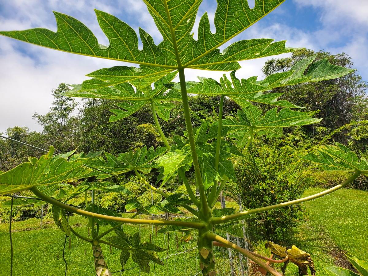 18-1455 Ihope Road Mountain View, HI 96771 - Photo 11 of 11 a backyard of a building