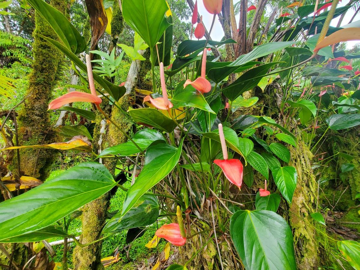 18-1455 Ihope Road Mountain View, HI 96771 - Photo 3 of 11