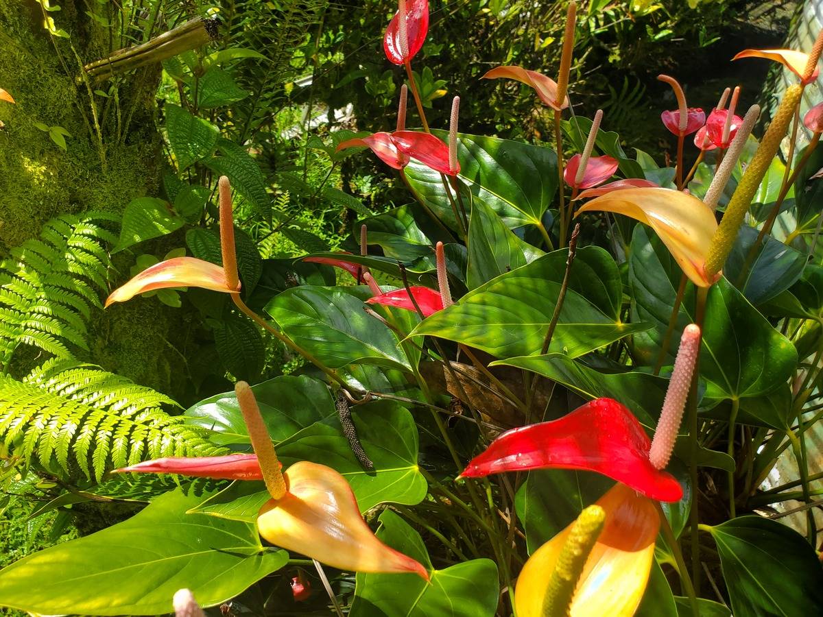 18-1455 Ihope Road Mountain View, HI 96771 - Photo 4 of 11 a view of a flower