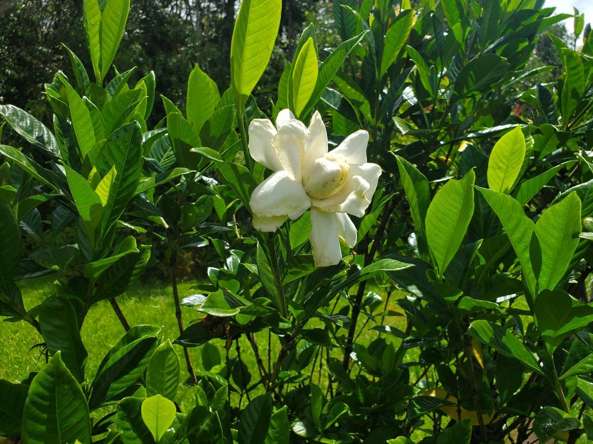 18-1455 Ihope Road Mountain View, HI 96771 - Photo 5 of 11 a close up of a white flower in a garden