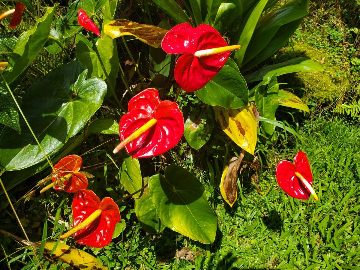 18-1455 Ihope Road Mountain View, HI 96771 - Photo 6 of 11